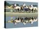 A Caravan of Racing Camels Return from a Morning Training Session-null-Premier Image Canvas