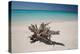 A Caribbean Beach in Cuba's Cayo Largo-Alex Saberi-Premier Image Canvas