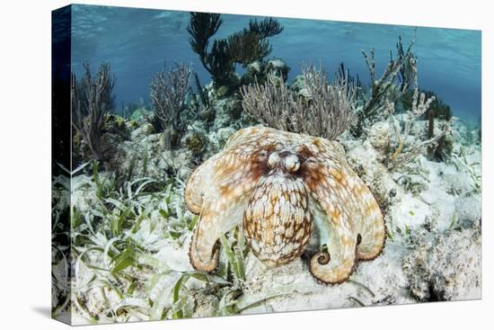 A Caribbean Reef Octopus on the Seafloor Off the Coast of Belize-Stocktrek Images-Premier Image Canvas