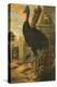 A Cassowary-Francis Barlow-Premier Image Canvas