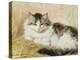 A Cat, 1893-Henriette Ronner-Knip-Premier Image Canvas