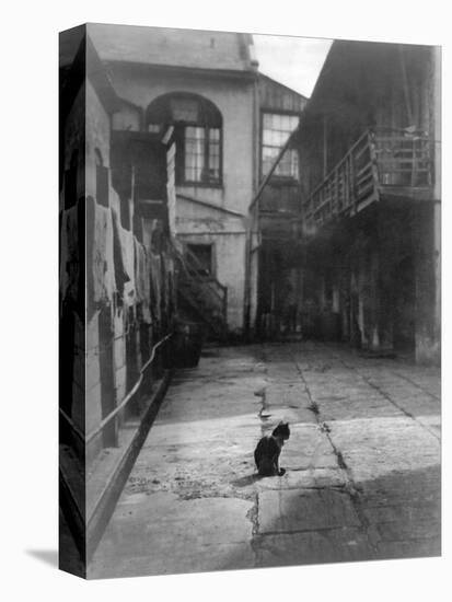 A Cat in a New Orleans Courtyard-null-Premier Image Canvas