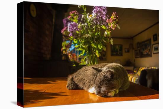 A cat taking a nap on a sunny table-Mark A Johnson-Premier Image Canvas