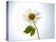 A Chamomile Flower-Jo Van Den Berg-Premier Image Canvas