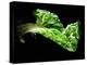 A Chard Leaf in Oil-null-Premier Image Canvas