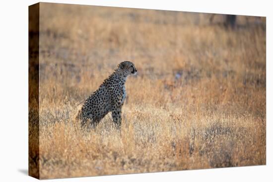 A Cheetah, Acinonyx Jubatus, on the Lookout for a Nearby Leopard at Sunset-Alex Saberi-Premier Image Canvas