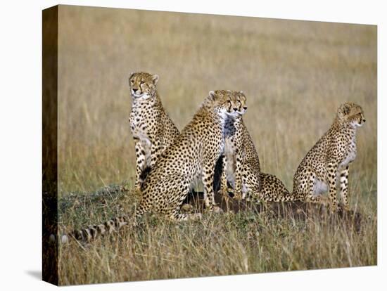 A Cheetah Family on the Grassy Plains of Masai Mara National Reserve-Nigel Pavitt-Premier Image Canvas