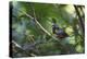 A Chestnut Bellied Euphonia, Euphonia Pectoralis, Perching in a Tree in Ubatuba-Alex Saberi-Premier Image Canvas