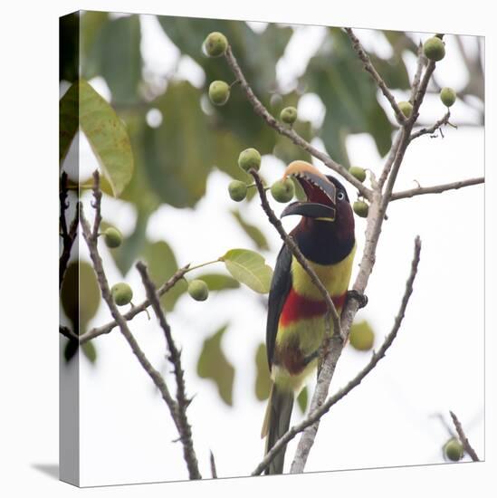 A Chestnut-Eared Aracari, Pteroglossus Castanotis, Eats from a Tree-Alex Saberi-Premier Image Canvas