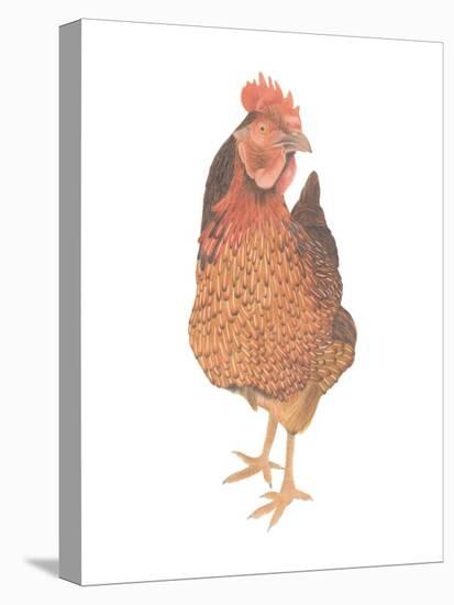A Chicken Named Captain Morgan-Stacy Hsu-Stretched Canvas