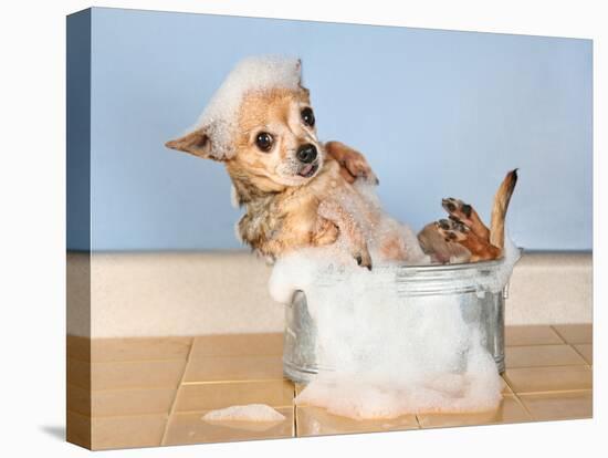 A Chihuahua Taking A Bath-graphicphoto-Premier Image Canvas