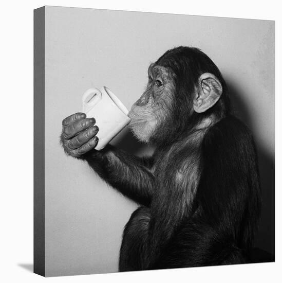 A Chimp Drinking a Cup of Tea-null-Premier Image Canvas