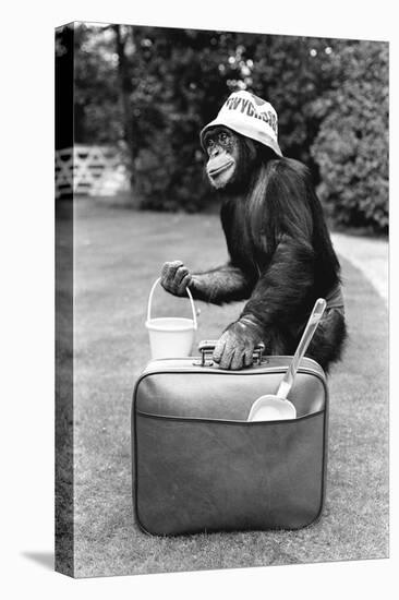 A Chimpanzee at Twycross Zoo ready for travelling-Staff-Premier Image Canvas