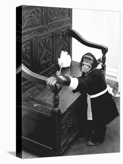 A Chimpanzee brushing up on the housework-Staff-Premier Image Canvas