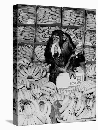A Chimpanzee in Paradise-Staff-Premier Image Canvas