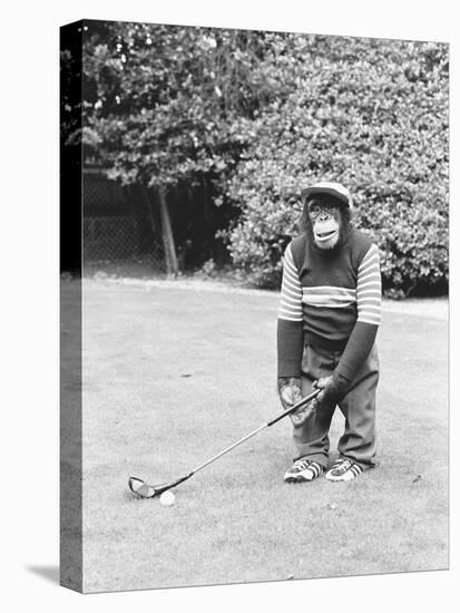 A Chimpanzee playing a round of golf-Staff-Premier Image Canvas