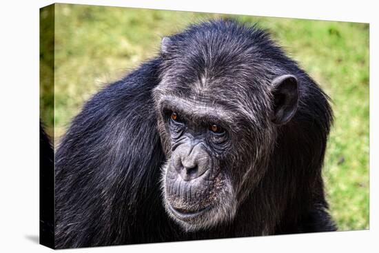 A chimpanzee with beautiful brown eyes.-Larry Richardson-Premier Image Canvas