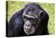 A chimpanzee with beautiful brown eyes.-Larry Richardson-Premier Image Canvas