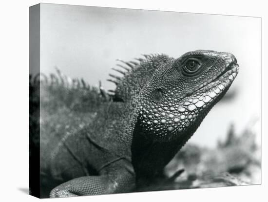 A Chinese/Asian/Thai/Green Water Dragon at London Zoo in August 1928 (B/W Photo)-Frederick William Bond-Premier Image Canvas