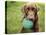 A Chocolate Labrador Holds a Green Ball-John Kershner-Premier Image Canvas