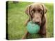 A Chocolate Labrador Holds a Green Ball-John Kershner-Premier Image Canvas