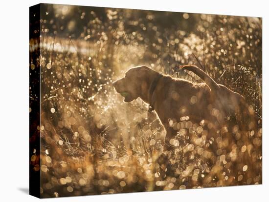 A Chocolate Labrador with a Ball in its Mouth Surrounded by Rain Soaked Foliage-Alex Saberi-Premier Image Canvas