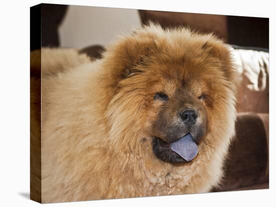 A Chow Chow Puppy Standing Indoors with Tan Background-Zandria Muench Beraldo-Premier Image Canvas