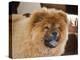 A Chow Chow Puppy Standing Indoors with Tan Background-Zandria Muench Beraldo-Premier Image Canvas