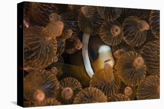 A Clark's Anemonefish Nuggles into the Tentacles of its Host Anemone-Stocktrek Images-Premier Image Canvas