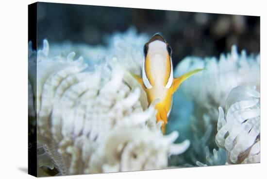 A Clark's Anemonefish Snuggles Amongst its Host's Tentacles on a Reef-Stocktrek Images-Premier Image Canvas