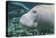 A Close-Up Head Profile of a Manatee in Fanning Springs State Park, Florida-Stocktrek Images-Premier Image Canvas