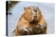 A close up Portrait View of an North American Beaver, Quebec, Canada-Vlad G-Premier Image Canvas