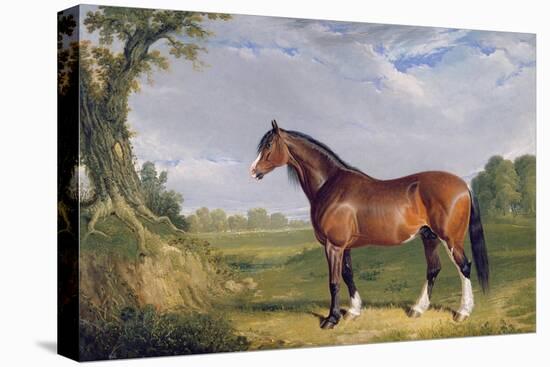 A Clydesdale Stallion, 1820-John Frederick Herring I-Premier Image Canvas