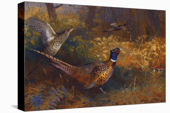 A Cock and Hen Pheasant at the Edge of a Wood-Archibald Thorburn-Premier Image Canvas