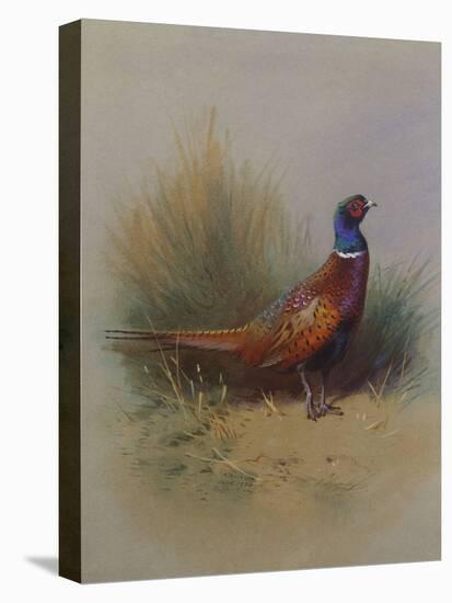 A Cock Pheasant-Archibald Thorburn-Premier Image Canvas