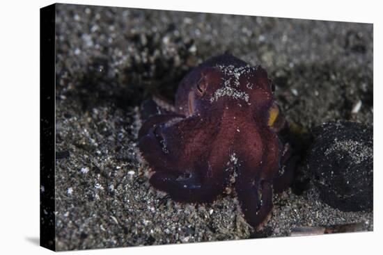 A Coconut Octopus Crawls across the Sandy Seafloor-Stocktrek Images-Premier Image Canvas