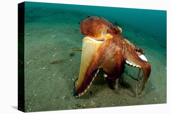 A Coconut Octopus, Lembeh Strait, Sulawesi, Indonesia-null-Premier Image Canvas