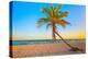 A Coconut Tree on a Deserted Tropical Beach at Sunset-Kamira-Premier Image Canvas