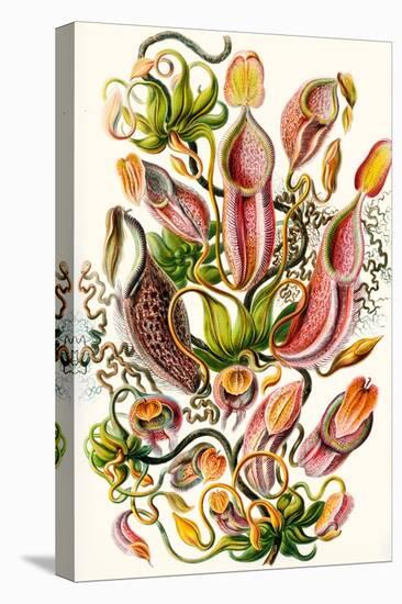 A Collection of Nepenthaceae from 'Kunstformen Der Natur', 1899-Ernst Haeckel-Premier Image Canvas