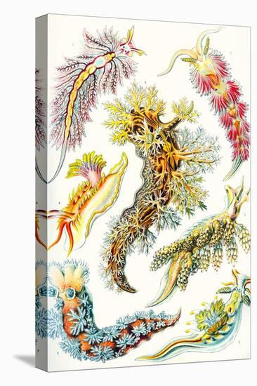 A Collection of Nudibranchia from 'Kunstformen Der Natur', 1899-Ernst Haeckel-Premier Image Canvas