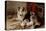 A Collie with Fox Terrier Puppies, 1913-Walter Hunt-Premier Image Canvas