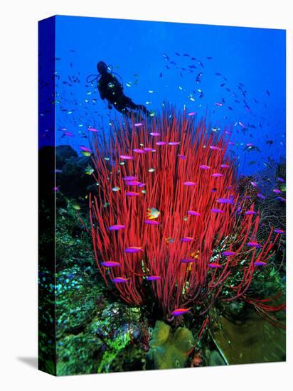 A Colony of Scarlet Red Soft Quirt Corals-Andrea Ferrari-Premier Image Canvas