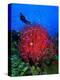 A Colony of Scarlet Red Soft Quirt Corals-Andrea Ferrari-Premier Image Canvas