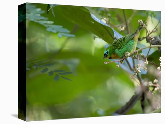 A Colorful Brassy Breasted Tanager, Tangara Desmaresti, in a Tropical Atlantic Rainforest-Alex Saberi-Premier Image Canvas