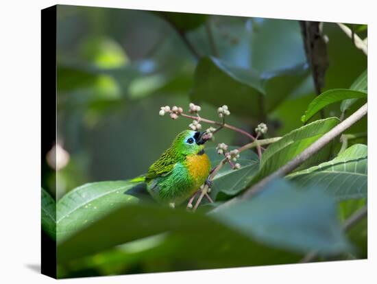 A Colorful Brassy-Breasted Tanager, Tangara Desmaresti, Sits on a Branch-Alex Saberi-Premier Image Canvas