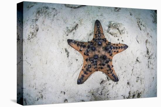 A Colorful Chocolate Chip Sea Star on the Seafloor of Indonesia-Stocktrek Images-Premier Image Canvas