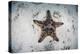 A Colorful Chocolate Chip Sea Star on the Seafloor of Indonesia-Stocktrek Images-Premier Image Canvas