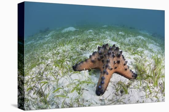 A Colorful Chocolate Chip Sea Star on the Seafloor of Indonesia-Stocktrek Images-Premier Image Canvas