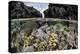 A Colorful Coral Reef Grows in Shallow Water in the Solomon Islands-Stocktrek Images-Premier Image Canvas