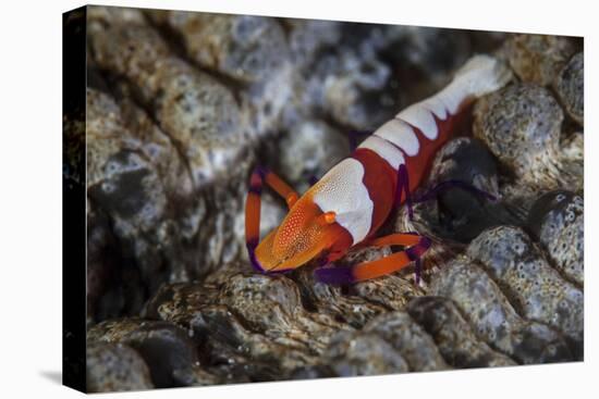 A Colorful Emperor Shrimp Sits Atop a Sea Cucumber-Stocktrek Images-Premier Image Canvas